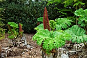 GUNNERA MANICATA