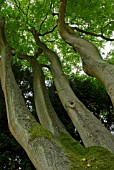 AILANTHUS ALTISSIMA TREE OF HEAVEN