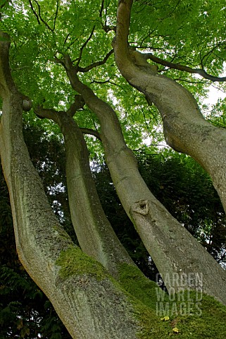 AILANTHUS_ALTISSIMA_TREE_OF_HEAVEN