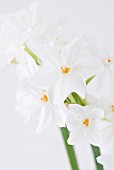 NARCISSUS PAPYRACEUS PAPER WHITE