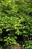 PAEONIA DELAVAYI VAR LUTEA TREE PEONY UNDERPLANTED WITH PERSICARIA BISTORTA SUPERBA AT RHS GARDEN WISLEY