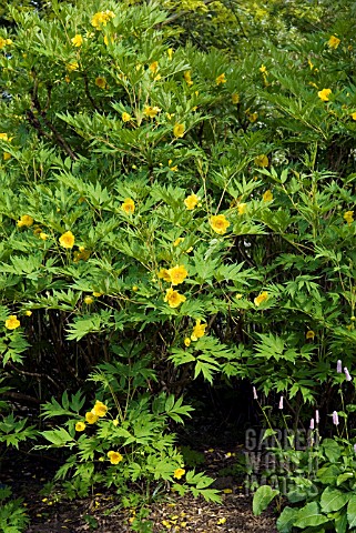 PAEONIA_DELAVAYI_VAR_LUTEA_TREE_PEONY_UNDERPLANTED_WITH_PERSICARIA_BISTORTA_SUPERBA_AT_RHS_GARDEN_WI