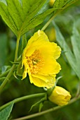 PAEONIA DELAVAYI VAR LUTEA