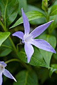 VINCA MAJOR PERIWINKLE