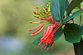 GREVILLEA VICTORIAE ROYAL GREVILLEA