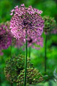 ALLIUM GIGANTEUM,  ORNAMENTAL ONION