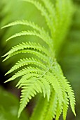 MATTEUCCIA STRUTHIOPTERIS SHUTTLECOCK FERN