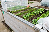 RAISED BED FOR GROWING VEGETABLES AT RHS GARDEN WISLEY