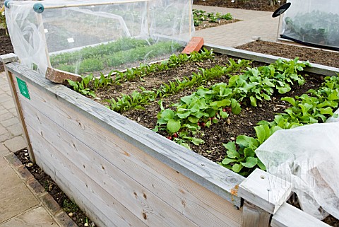 RAISED_BED_FOR_GROWING_VEGETABLES_AT_RHS_GARDEN_WISLEY