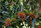 GREVILLEA VICTORIAE ROYAL GREVILLEA