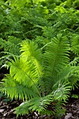 MATTEUCCIA STRUTHIOPTERIS SHUTTLECOCK FERN