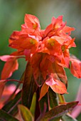 EUPHORBIA GRIFFITHII FERN COTTAGE