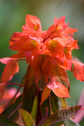 EUPHORBIA_GRIFFITHII_FERN_COTTAGE