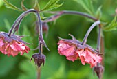 GEUM BELL BANK