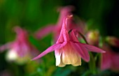 AQUILEGIA CAMEO