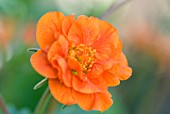 GEUM COCCINEUM WERNER ARENDS