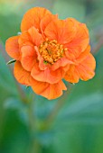 GEUM COCCINEUM WERNER ARENDS