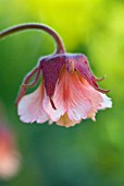 GEUM PINK FRILLS