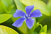 VINCA MINOR BLUE AND GOLD COMMON PERIWINKLE
