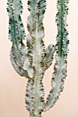 EUPHORBIA INGENS VARIEGATA