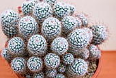 MAMMILLARIA BOMBYCINA IN CONTAINER