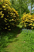 RHODODENDRON LUTEUM