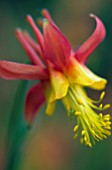 AQUILEGIA SKINNERI TEQUILA SUNRISE