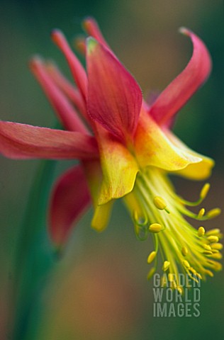 AQUILEGIA_SKINNERI_TEQUILA_SUNRISE