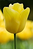 TULIPA YELLOW FLIGHT