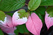 ACTINIDIA KOLOMIKTA