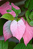 ACTINIDIA KOLOMIKTA