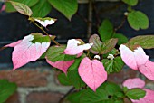 ACTINIDIA KOLOMIKTA