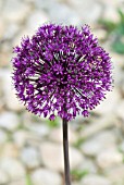 ALLIUM HOLLANDICUM PURPLE SENSATION