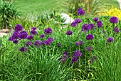 ALLIUM HOLLANDICUM PURPLE SENSATION