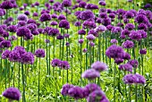 ALLIUM HOLLANDICUM PURPLE SENSATION