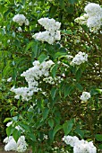 SYRINGA VULGARIS MADAME LEMOINE