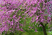 CERCIS SILIQUASTRUM JUDAS TREE