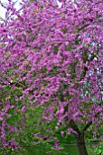 CERCIS SILIQUASTRUM JUDAS TREE