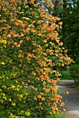 RHODODENDRON AUSTRINUM FLAME AZALEA AND RHODODENDRON LUTEUM IN FRONT