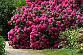 RHODODENDRON CYNTHIA