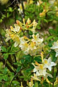 RHODODENDRON DAVIESII AZALEA