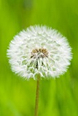 TARAXACUM OFFICINALE COMMON DANDELION SEED HEAD