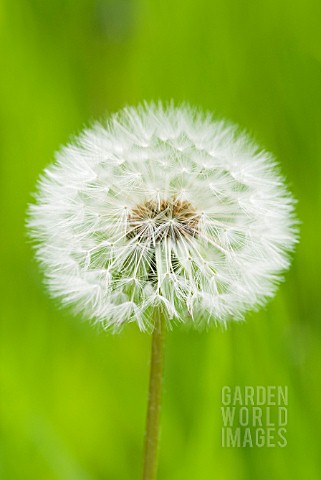 TARAXACUM_OFFICINALE_COMMON_DANDELION_SEED_HEAD