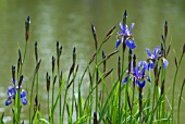 IRIS SIBIRICA HEAVENLY BLUE