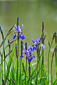 IRIS SIBIRICA HEAVENLY BLUE