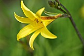 HEMEROCALLIS DUMORTIERI