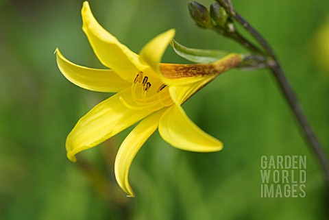 HEMEROCALLIS_DUMORTIERI