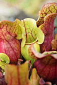 SARRACENIA PURPUREA SSP VENOSA PURPLE PITCHER PLANT