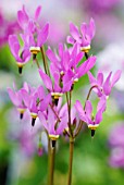 DODECATHEON PULCHELLUM DARK THROAT SHOOTING STAR