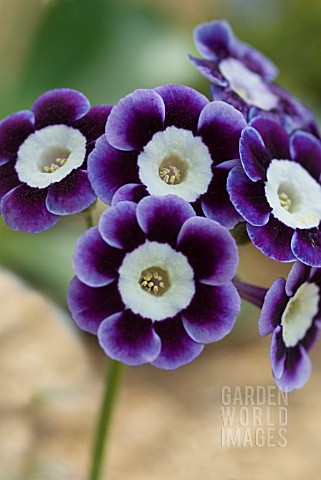 PRIMULA_AURICULA_ADRIAN